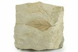 Fossil Hackberry (Celtis) Leaf - Utah #368731-1